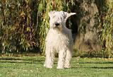 IRISH WHEATEN TERRIER 003